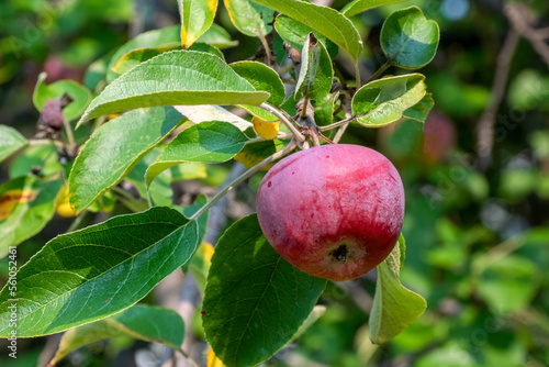 Apples Growing On The Neighborhood Tree In August