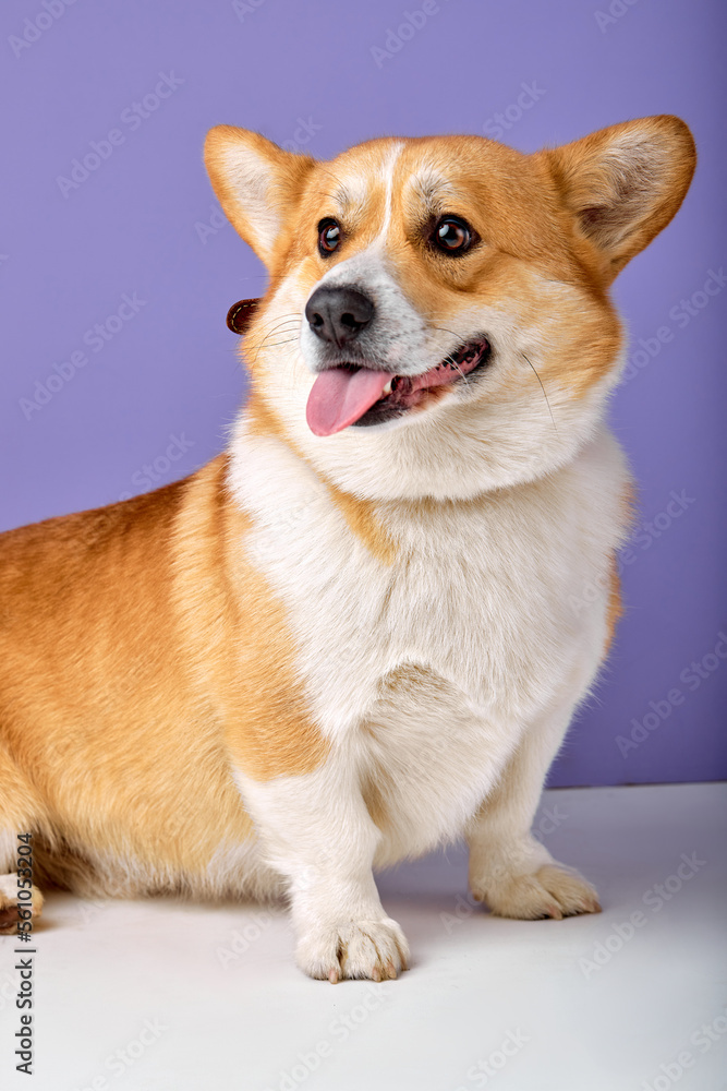 dog sitting and looking at side, welsh corgi breed on purple studio background. adorable cute dog with red white color fur whool and short body have fun, with opened mouth dog sitting and looking at side, welsh corgi breed on purple studio background. adorable cute dog with red white color fur whool and short body have fun, with opened mouth