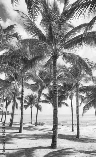 Black and white picture of a Caribbean beach with coconut palm trees. © MaciejBledowski