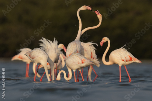Greater Flamingos territory dispute while feeding at Eker creek  Bahrain