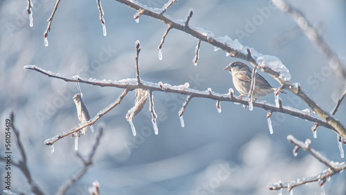 Vögel im Winter © Jan