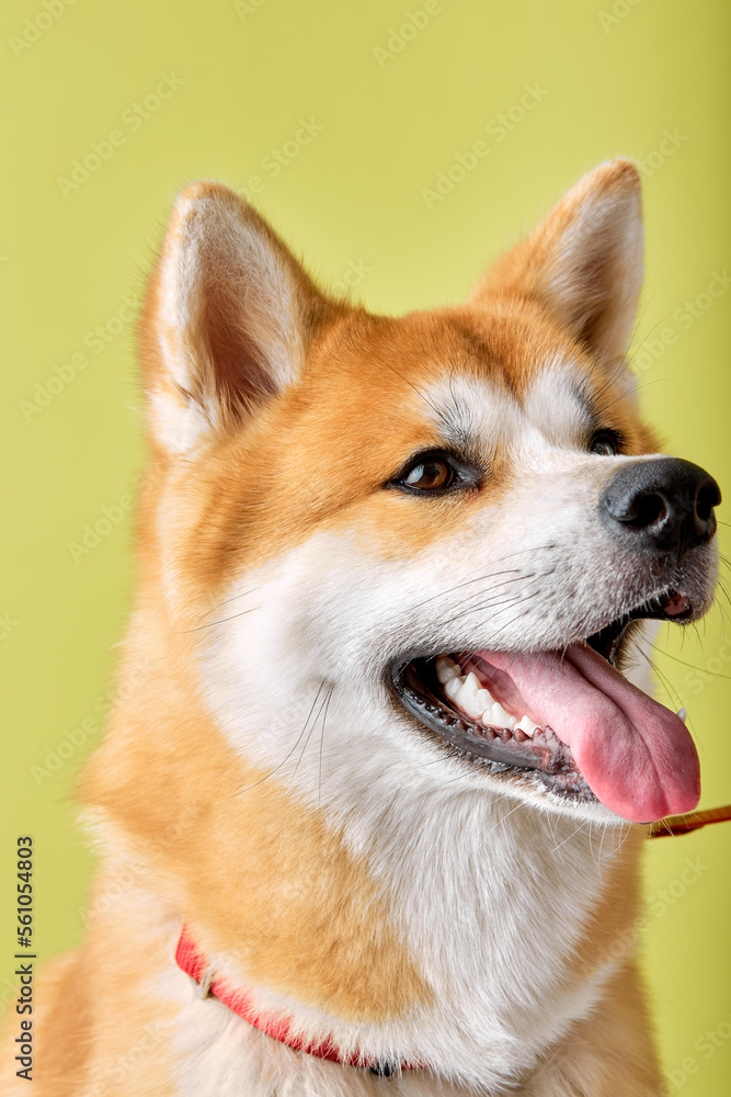 Akita Inu sitting and looking away, 2 years old, isolated on green studio background. pedigreed Shiba inu Dog Looks Curious, copy space. pets, animals, puppy concept