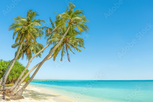 Fototapeta Naklejka Na Ścianę i Meble -  A tropical paradise idyllic beach on Sri Lanka's south coast at Mirissa.