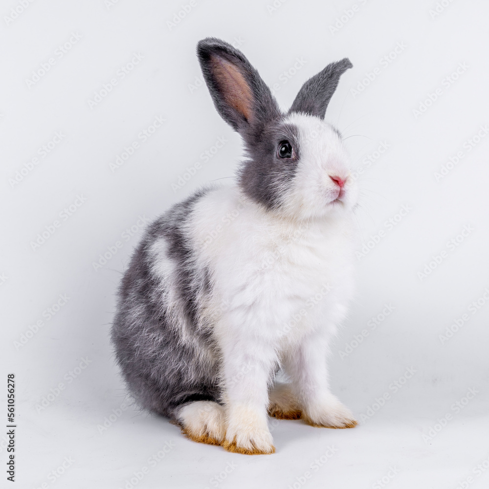 cute black and white rabbit isolated white background