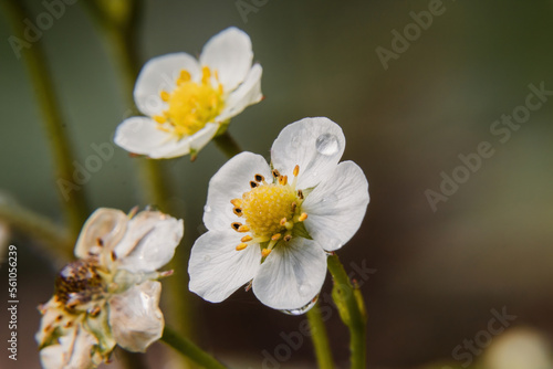 close up of a white flower