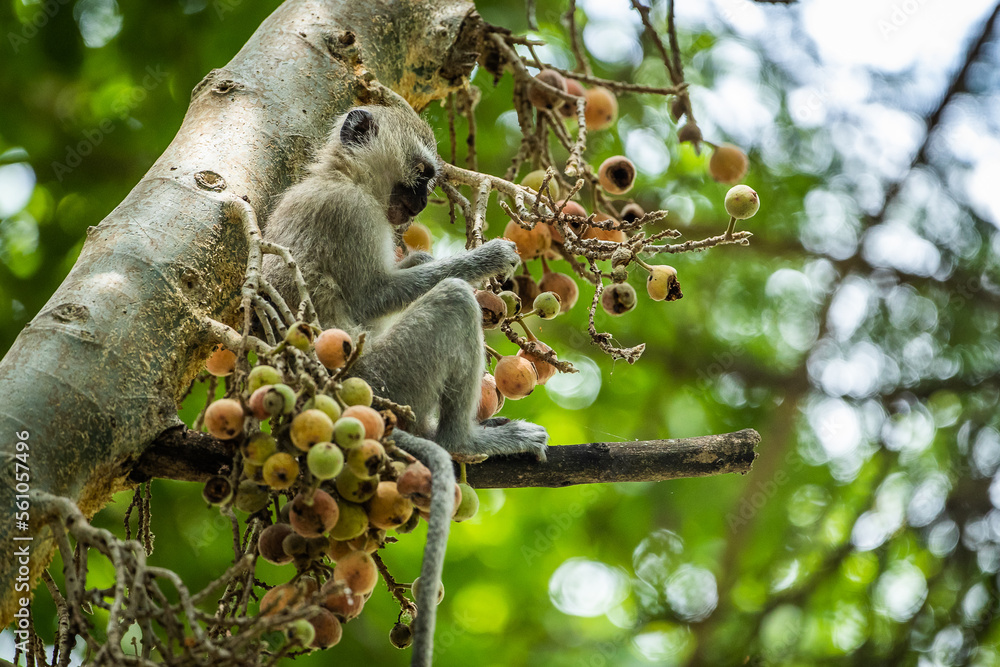 Vervet monkey eating fruit in a tree - obrazy, fototapety, plakaty 