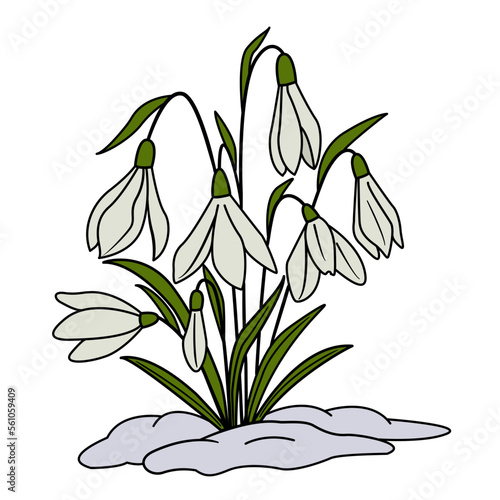 Spring snowdrop flowers on the snow. Vector illustration of blooming white snowdrops