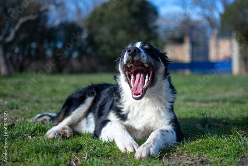 Portrait of a lovely puppy dog border collie yawning