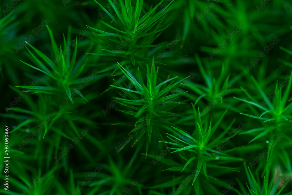 Up close Polytrichum formosum plant growth on rock background Up close Polytrichum formosum plant growth on rock background