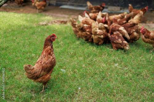 A chicken standing near his group. © Attayoot