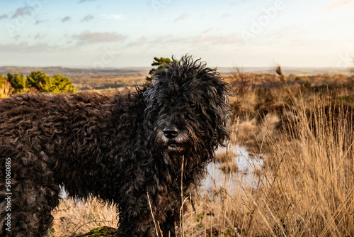 Cute Bouvier des Flandres on a nature walk in Ashdown forest