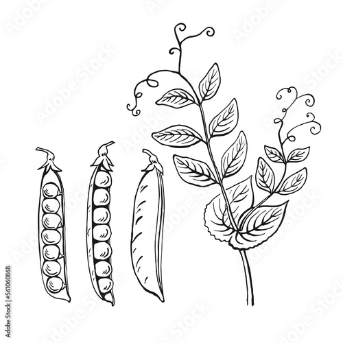 Peas pods sketch. Set. Hand drawn illustration converted to vector. Organic food illustration isolated on white background.