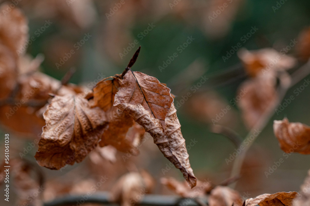 Dried leaves on branch close up abstract nature background Dried leaves on branch close up abstract nature background