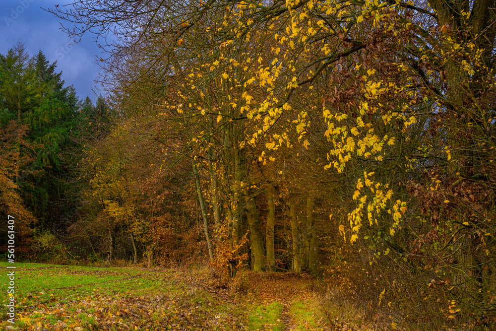 Waldweg mit Feldrand, Herbstwald Laub gefärbt