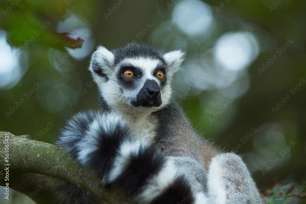 Obraz premium Ring-tailed Lemur - Lemur catta, beautiful lemur from Southern Madagascar forests. Closeup, portrait.