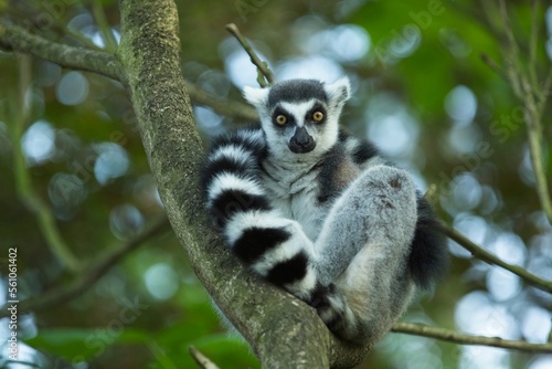 Ring-tailed Lemur - Lemur catta, beautiful lemur from Southern Madagascar forests. Closeup, portrait.
