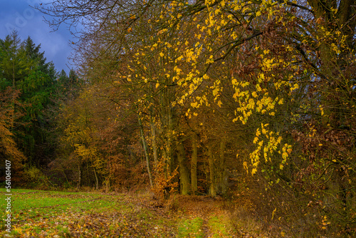 Waldweg mit Feldrand, Herbstwald Laub gefärbt
