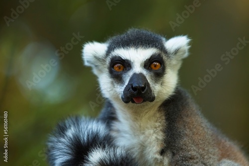 Ring-tailed Lemur - Lemur catta, beautiful lemur from Southern Madagascar forests. Closeup, portrait.