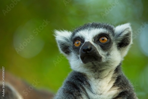 Ring-tailed Lemur - Lemur catta, beautiful lemur from Southern Madagascar forests. Closeup, portrait.