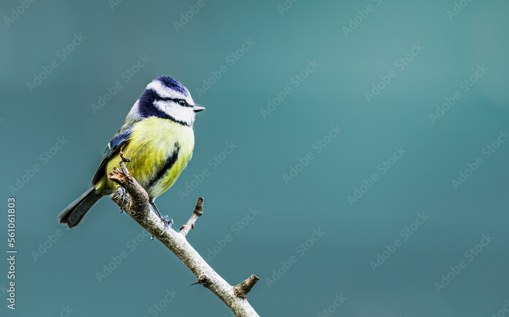 Obraz premium A close up of a single Bluetit on a tree branch with a clean smooth background with copy space
