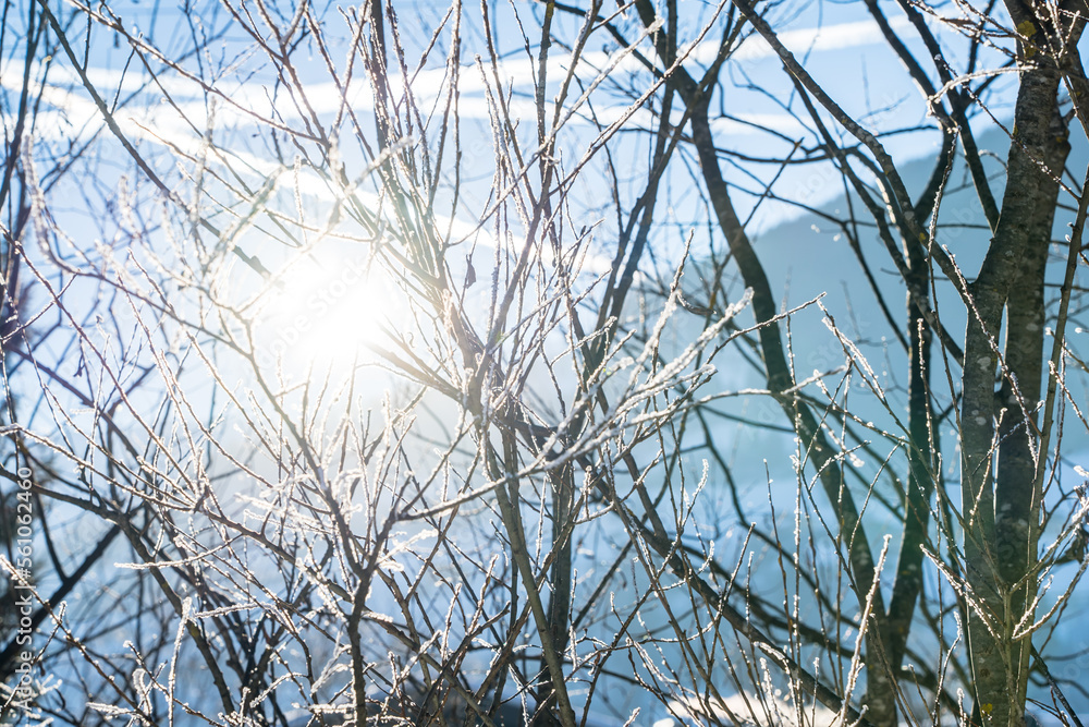 Obraz premium Sun shining through trees