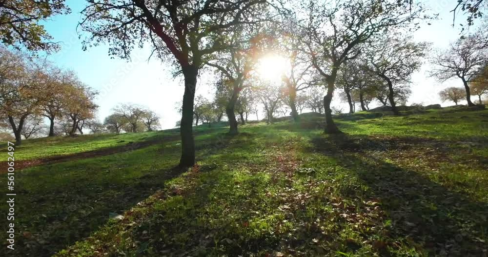 Bare Oak trees and green grass with flickering sun flare between branches, Low altitude smooth drone view Bare Oak trees and green grass with flickering sun flare between branches, Low altitude smooth drone view
