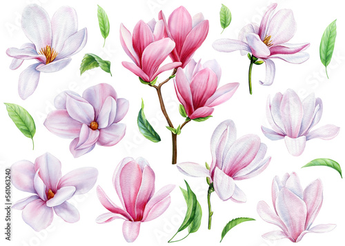 Collection magnolia flowers on an isolated white background, watercolor floral design elements