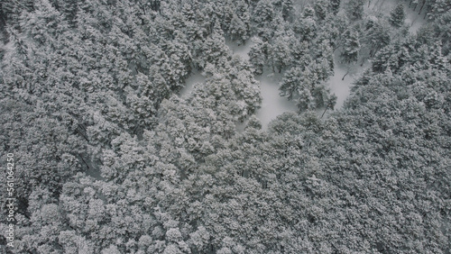 aerial view of the snowy forest