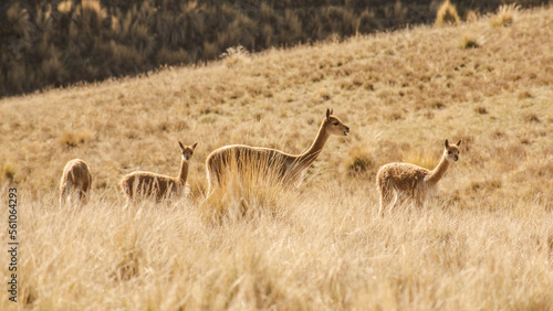 Fototapeta Naklejka Na Ścianę i Meble -  vicuñas, peruvian andes