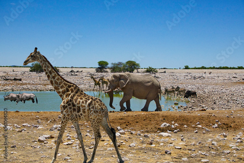 Tiere im Etosha Nationalpark am Wasserloch