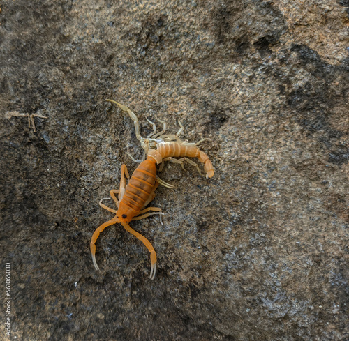 scorpion shedding skin