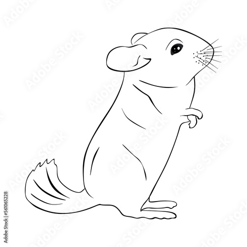 Hand drawn Chinchilla isolated on white background. Cute funny Chinchilla in minimal style. Mouse, hamster or chinchilla in black and white illustration