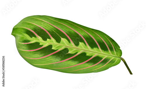 Leaf of Maranta tricolor isolated on transparent background  PNG.