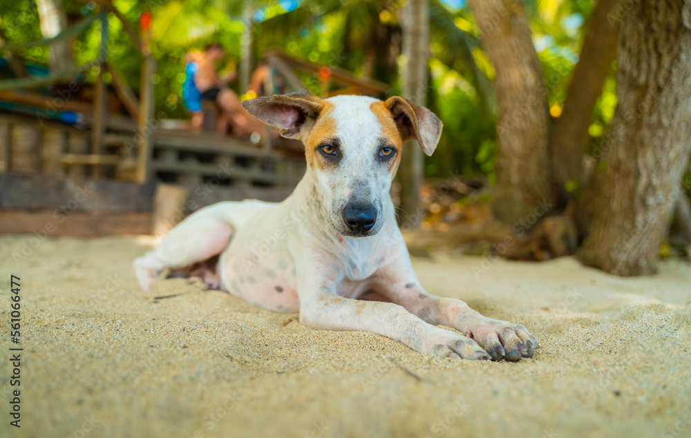 dog on the beach