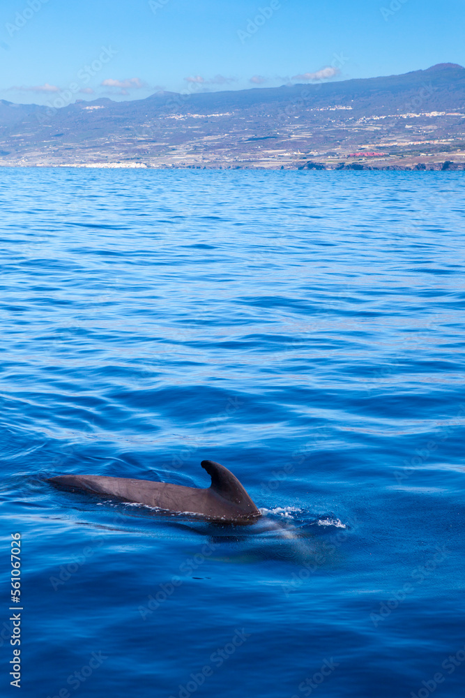 Fototapeta premium Whalewatching Tenerife: Pilot whales