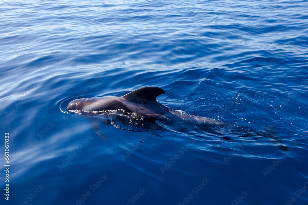 Naklejka premium Whalewatching Tenerife: Pilot whales