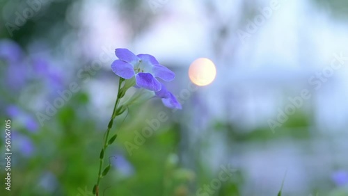 blue Mandevilla flower with leaves close up. purple flower in the garden with sun and buildings in the background. Beautiful Plants