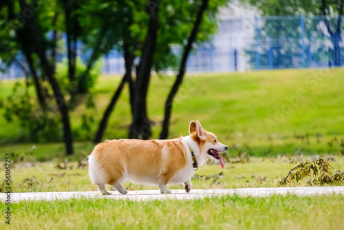 Corgi dog walk in the park