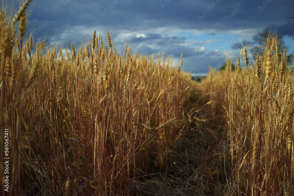 Fototapeta premium Wheat