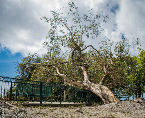 A magnificent tree fell onto a black metal fence from Hurricane Irma's ravaging winds; Bayfront Park, Sarasota, Florida