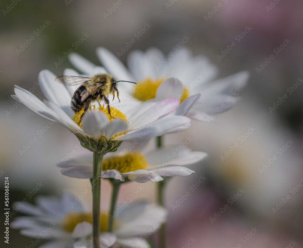 Bee on a trio daisies in a neighborhood garden, Buckhead, Atlanta, Georgia Bee on a trio daisies in a neighborhood garden, Buckhead, Atlanta, Georgia