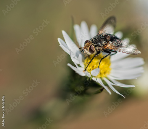 A common house fly feed on a fleabane bloom in an urban nature preserve with nice bokeh and room for copy, Blue Heron Nature Preserve, Buckhead, Atlanta, Georgia