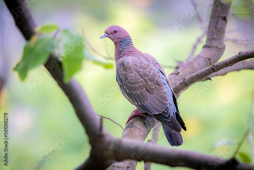 Tropical wild pigeon known as "white wing" (Patagioenas picazuro) in selective focus