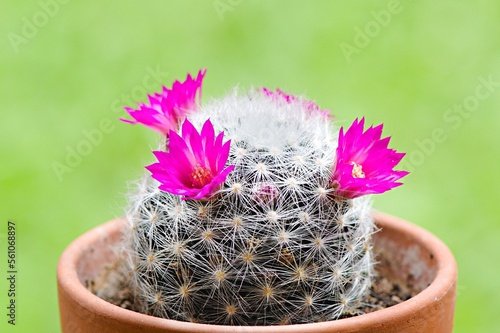 Piękne różowe kwiaty młodego kaktusa Mamilaria