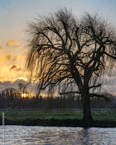 Winter sunrise with willow tree silhouette