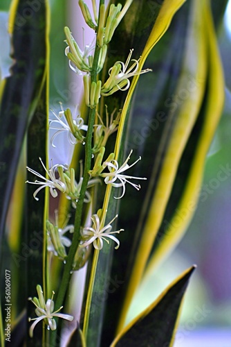 Egzotyczny kwiat sansewieria (Sansevieria), zwanego potocznie szablakiem photo