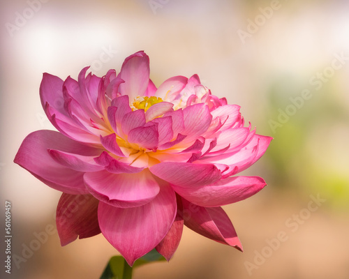 Beautiful pink Lotus flower