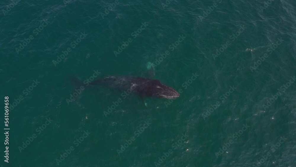 Aerial shot of Humpback Whale Mother surfacing with her Calf Aerial shot of Humpback Whale Mother surfacing with her Calf