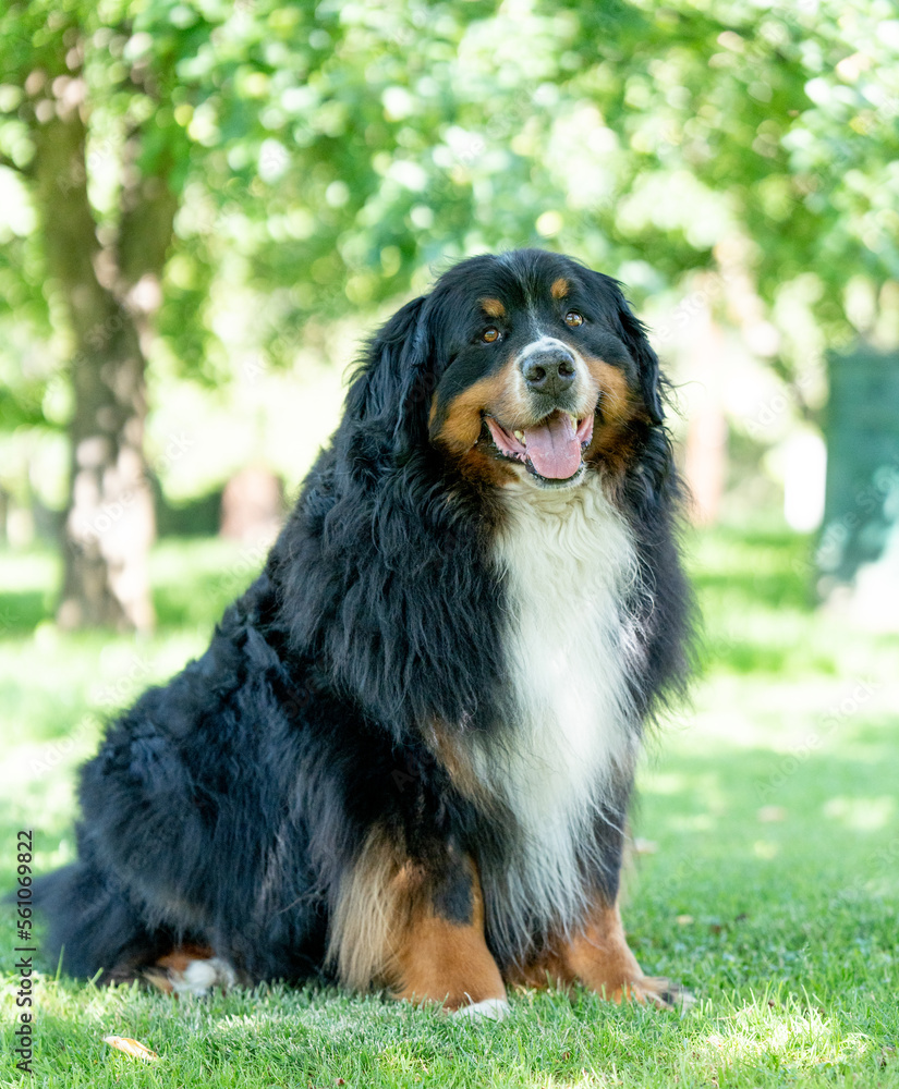 Happy Dog playing outside