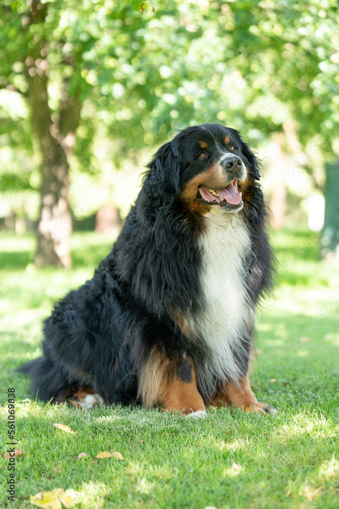 Happy Dog playing outside